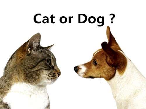 想养宠却在纠结养猫还是养狗?不妨来看看这两种截然不同的生活