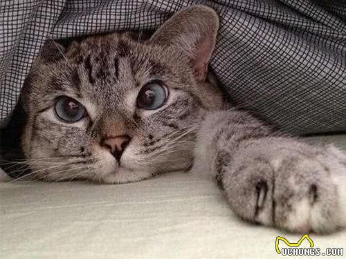 想养宠却在纠结养猫还是养狗?不妨来看看这两种截然不同的生活