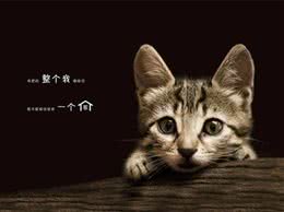 想养宠却在纠结养猫还是养狗?不妨来看看这两种截然不同的生活