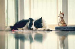如果你养狗，你会选择边牧吗?细数边境牧羊犬优缺点，还是盘它!