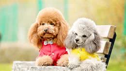萌妹子适合养的10种宠物犬第二季