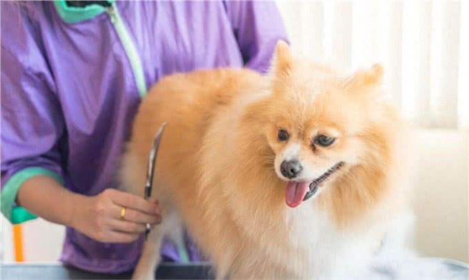 宠物犬美容与健康