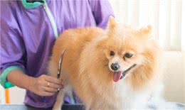 宠物犬美容与健康