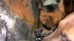 买条赛级德牧靠着繁殖，本以为是王者特码的却是个叼毛我服了