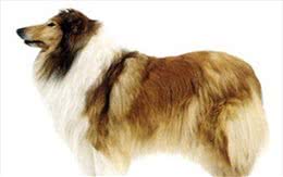 宠物大全:苏格兰牧羊犬详细资料