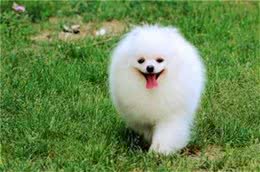 喜爱洁净博美犬怎么训练大小便?训练博美犬上厕所有方法!