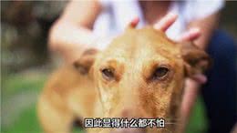 狗眼看人低有科学依据吗?