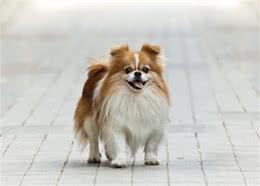 宠物狗尿频是怎么回事