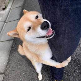 狗狗最常见的6种叫声，都要告诉狗主什么事呢?