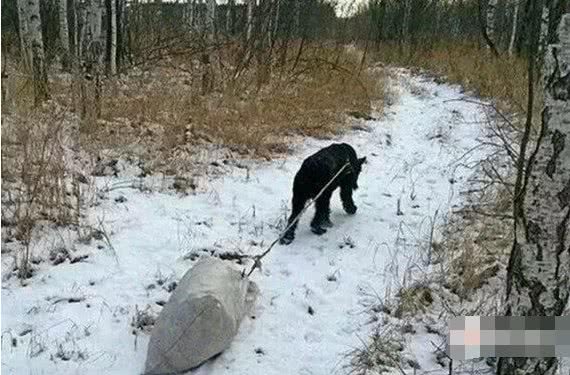 心酸!雪纳瑞为照顾残疾主人，每天都要干很多活!