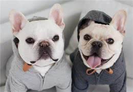 法斗犬能活多久?想要让它活得久一些，不妨从这些地方入手