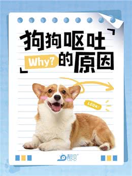 萌宠小科普|狗狗呕吐