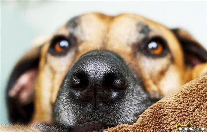 狗狗的嗅觉有多强大?不仅能闻出癌症等疾病，还能闻出女生生理期