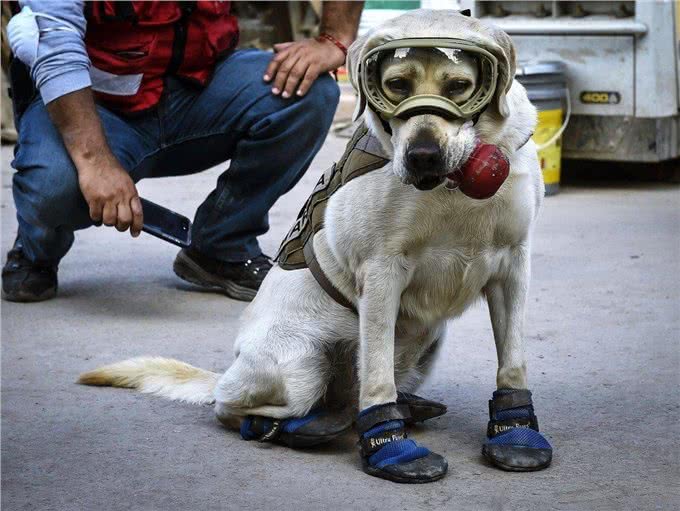 狗狗的嗅觉有多强大?不仅能闻出癌症等疾病，还能闻出女生生理期