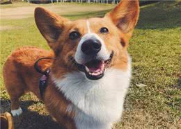 狗狗的嗅觉有多强大?不仅能闻出癌症等疾病，还能闻出女生生理期