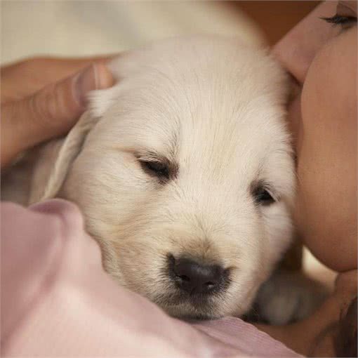 如何能够挑选到品相好的金毛犬呢?通过检验这些部位不会出错