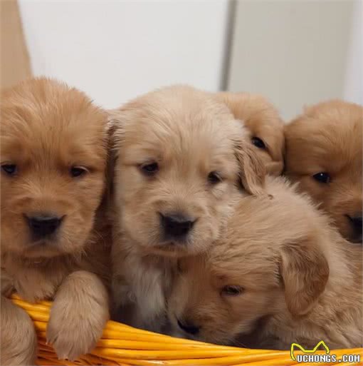 如何能够挑选到品相好的金毛犬呢?通过检验这些部位不会出错