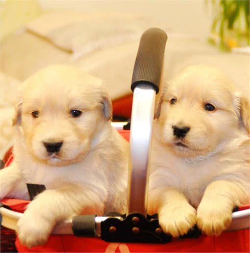 如何能够挑选到品相好的金毛犬呢?通过检验这些部位不会出错