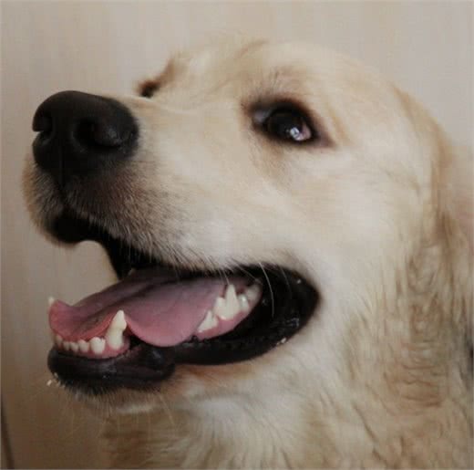 如何能够挑选到品相好的金毛犬呢?通过检验这些部位不会出错