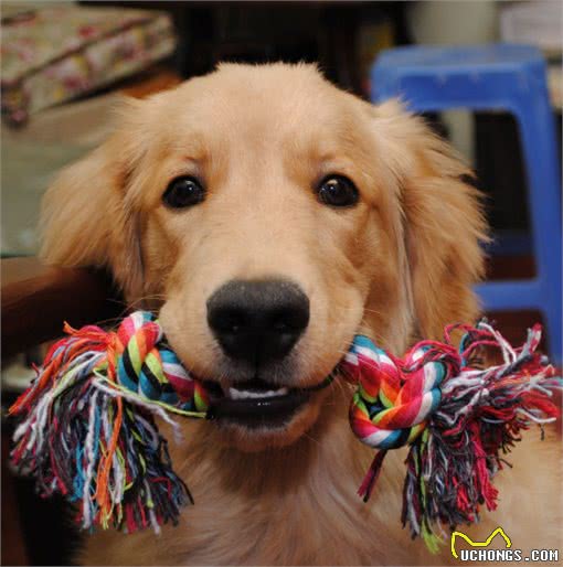 如何能够挑选到品相好的金毛犬呢?通过检验这些部位不会出错