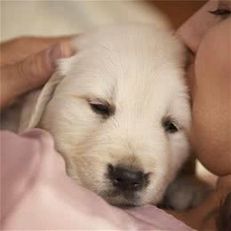 如何能够挑选到品相好的金毛犬呢?通过检验这些部位不会出错