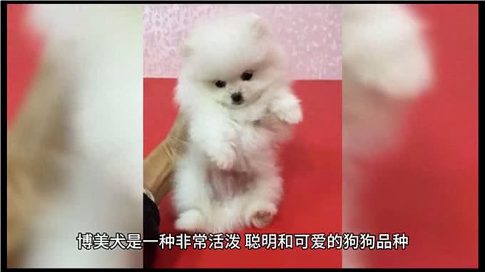博美犬小狗狗的养护与喂养—萌宠日常记录