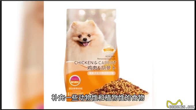 博美犬小狗狗的养护与喂养—萌宠日常记录