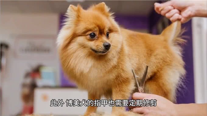 博美犬小狗狗的养护与喂养—萌宠日常记录