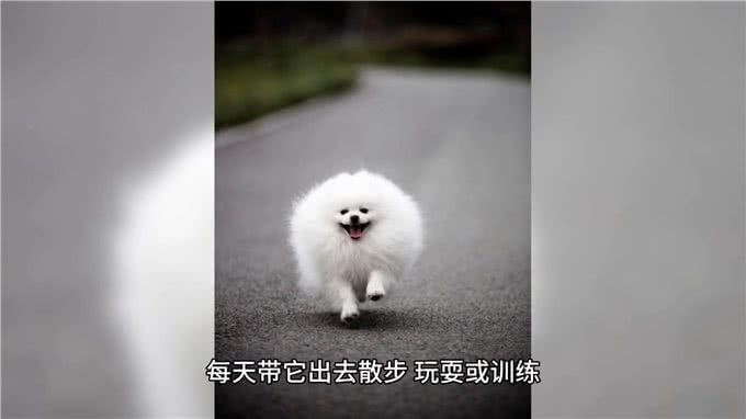 博美犬小狗狗的养护与喂养—萌宠日常记录