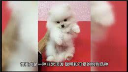 博美犬小狗狗的养护与喂养—萌宠日常记录