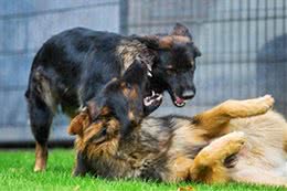 莫养烈犬，养犬有责