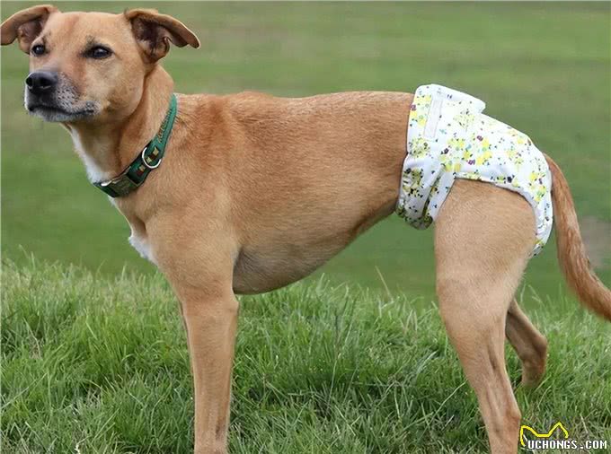 不建议新手养母狗，因为这一点，你hold不住!