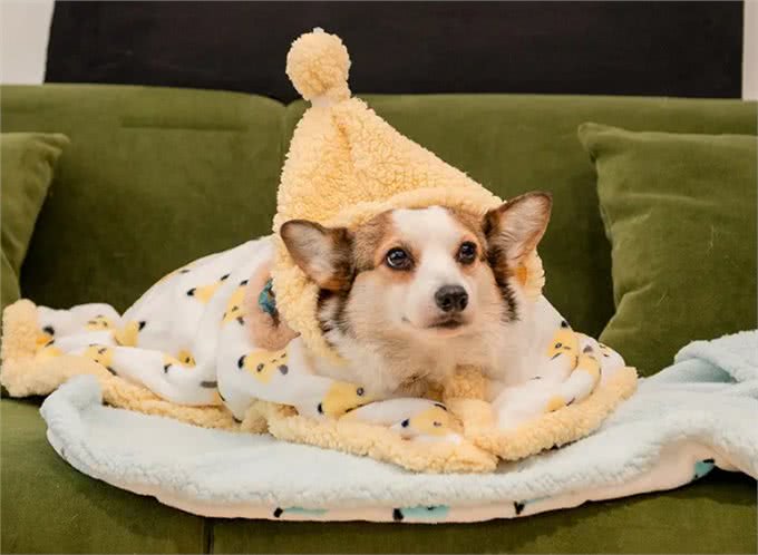 不建议新手养母狗，因为这一点，你hold不住!