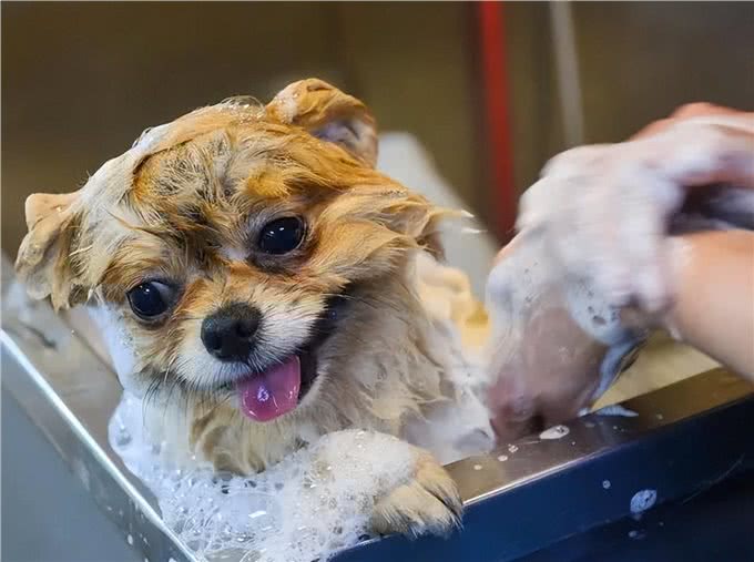 不建议新手养母狗，因为这一点，你hold不住!