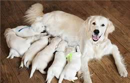 不建议新手养母狗，因为这一点，你hold不住!