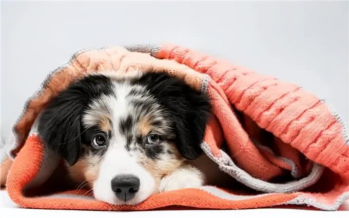 没有一只狗能逃过被静电毁容?5招解决狗狗身上静电!