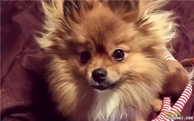 没有一只狗能逃过被静电毁容?5招解决狗狗身上静电!