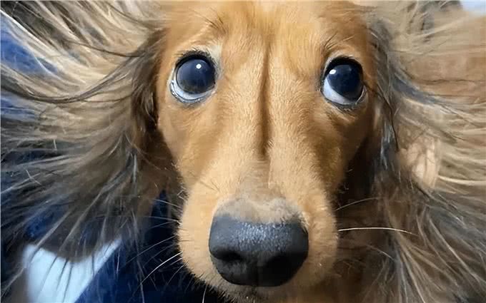 没有一只狗能逃过被静电毁容?5招解决狗狗身上静电!