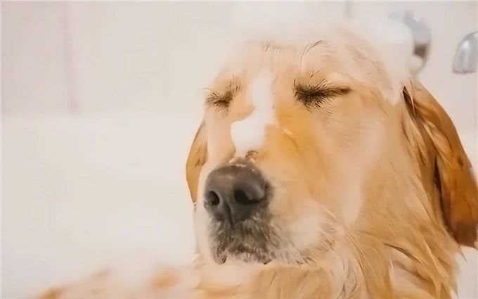 没有一只狗能逃过被静电毁容?5招解决狗狗身上静电!