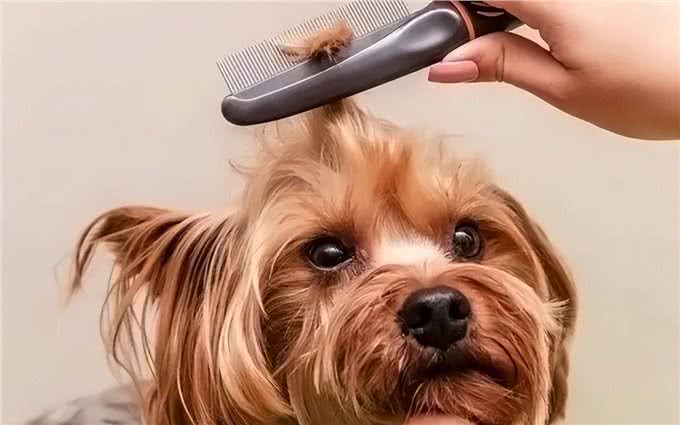 没有一只狗能逃过被静电毁容?5招解决狗狗身上静电!
