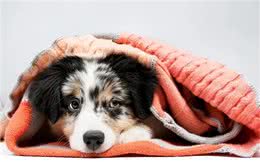 没有一只狗能逃过被静电毁容?5招解决狗狗身上静电!