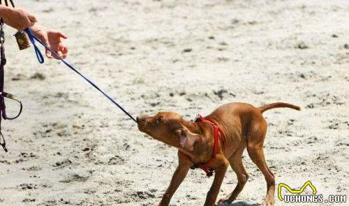 狗狗为了得到注意力，在遛狗的时候咬牵引绳?