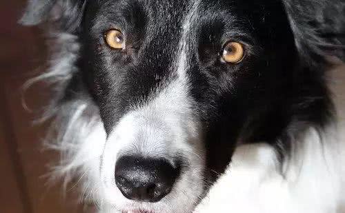 狗狗为了得到注意力，在遛狗的时候咬牵引绳?