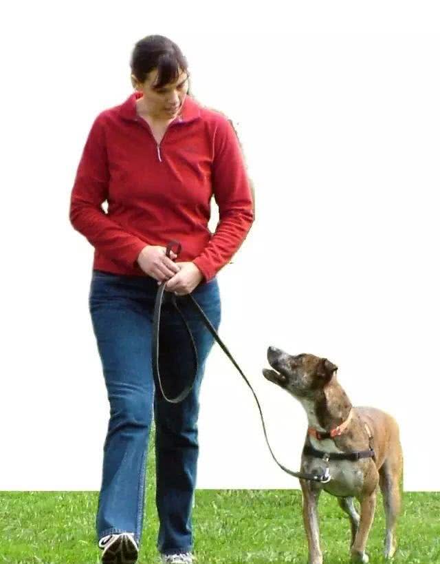 狗狗为了得到注意力，在遛狗的时候咬牵引绳?