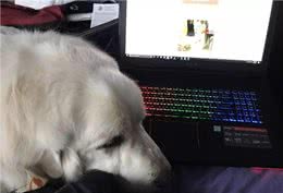 狗狗为了得到注意力，在遛狗的时候咬牵引绳?