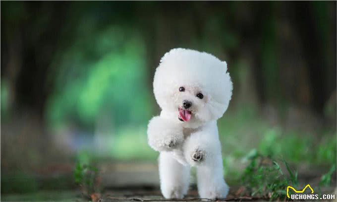 比熊犬的训练之道!如何让比熊变得乖巧听话!