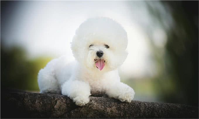 比熊犬的训练之道!如何让比熊变得乖巧听话!