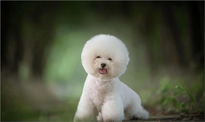 比熊犬的训练之道!如何让比熊变得乖巧听话!