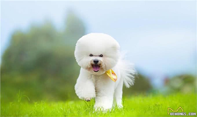 比熊犬的训练之道!如何让比熊变得乖巧听话!