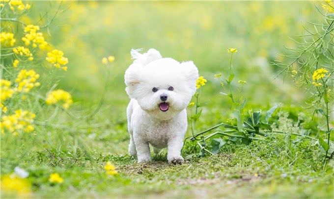 比熊犬的训练之道!如何让比熊变得乖巧听话!